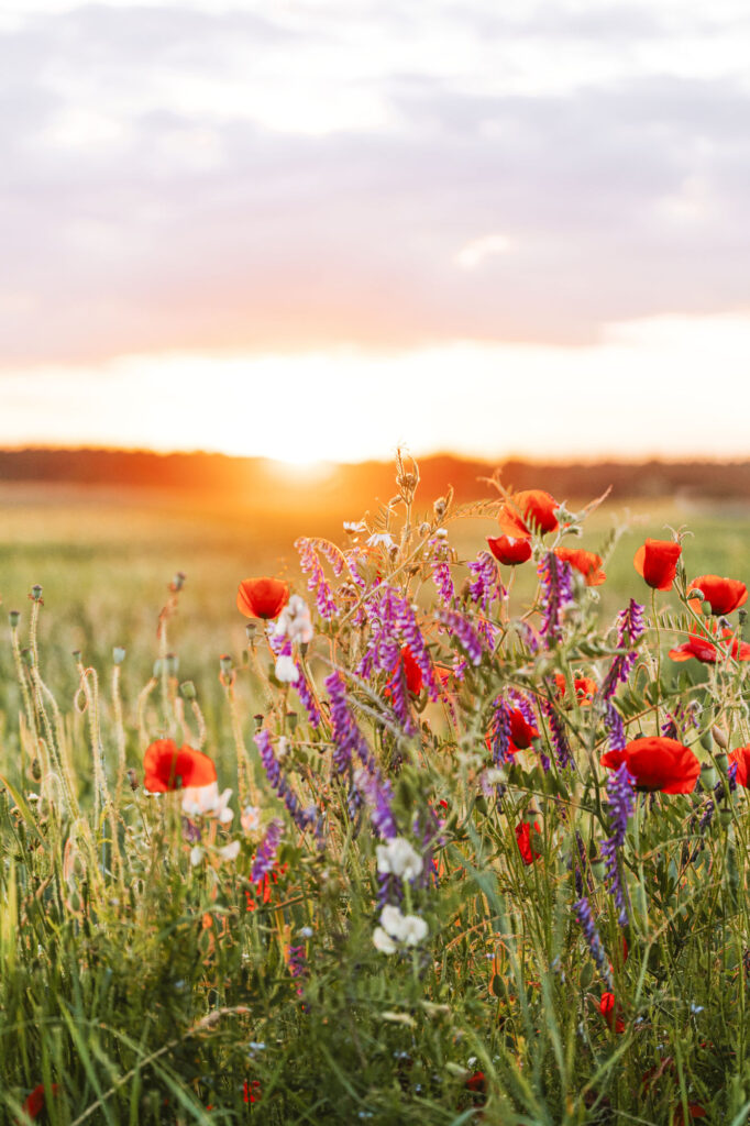 Blumenwiese mit Sonnenuntergang